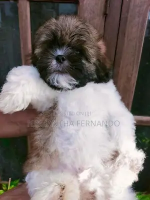 Shih Tzu Puppies