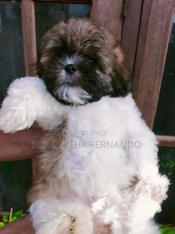 Shih Tzu Puppies