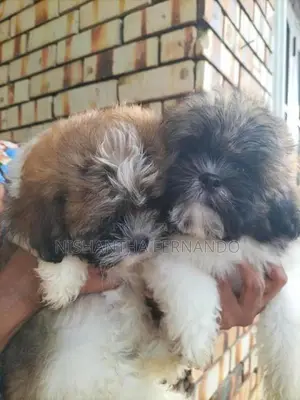 Shih Tzu Puppies