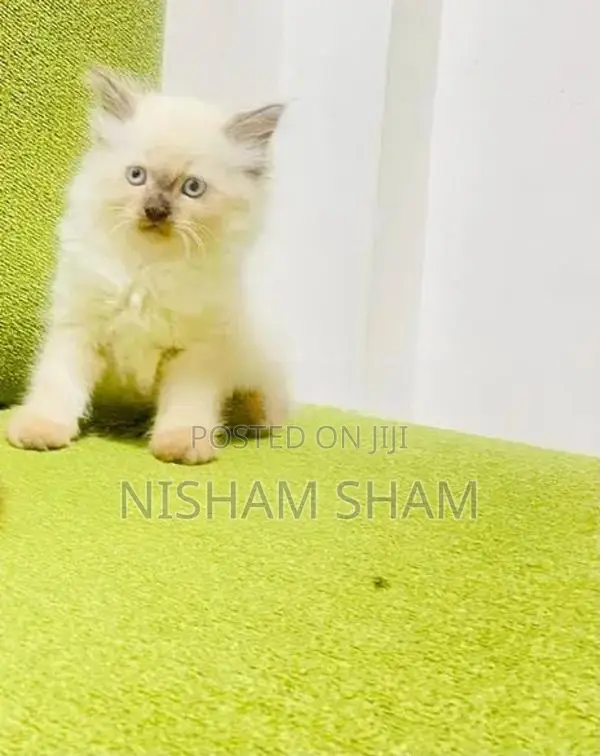 Persian Cat