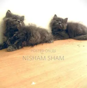 Persian Cat