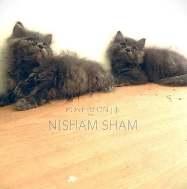 Persian Cat