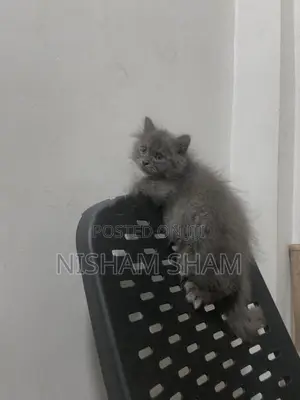Persian Cat
