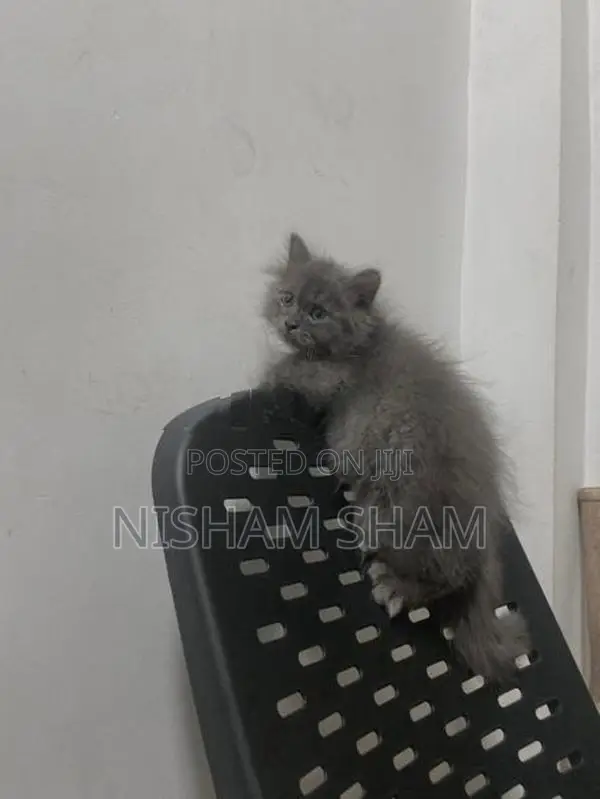 Persian Cat