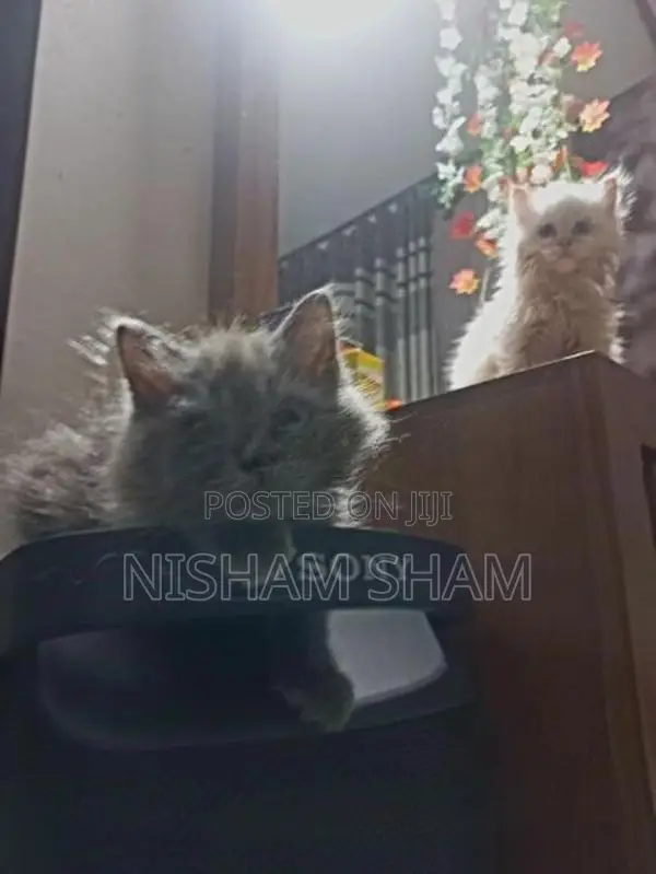 Persian Cat