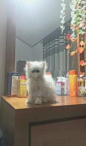 Persian Cat