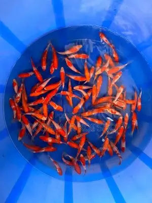 Sl Kohaku Koi Fish