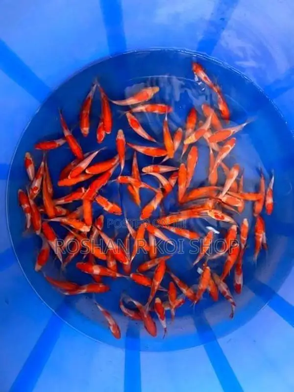 Sl Kohaku Koi Fish