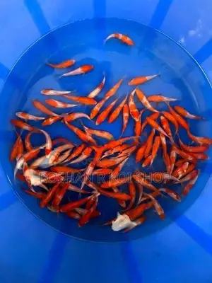 Sl Kohaku Koi Fish