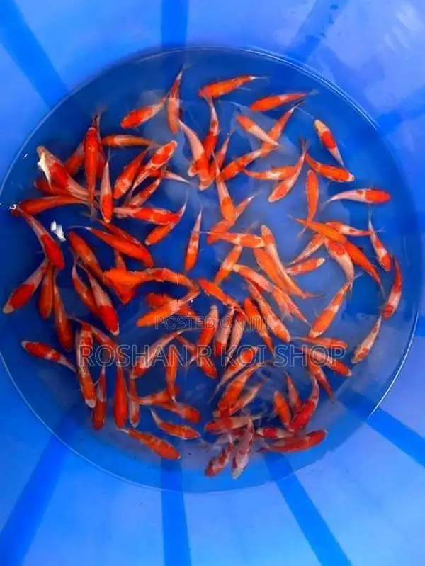 Sl Kohaku Koi Fish