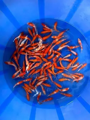 Sl Kohaku Koi Fish