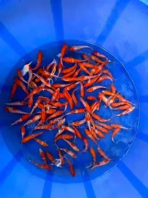 Sl Kohaku Koi Fish