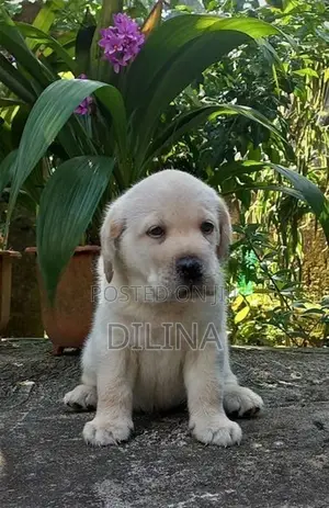 Labrador Puppies