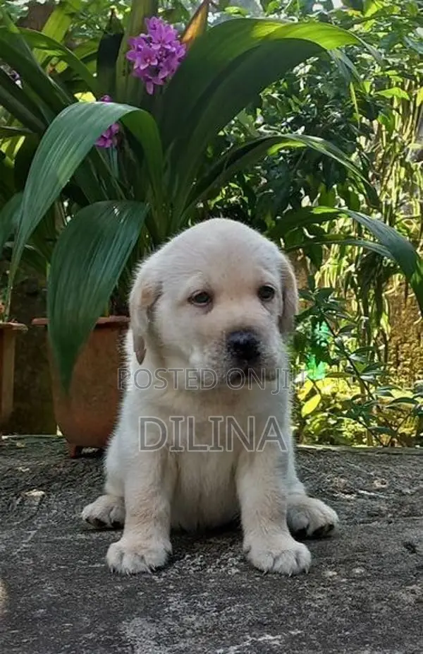 Labrador Puppies