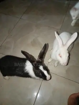Rabbits