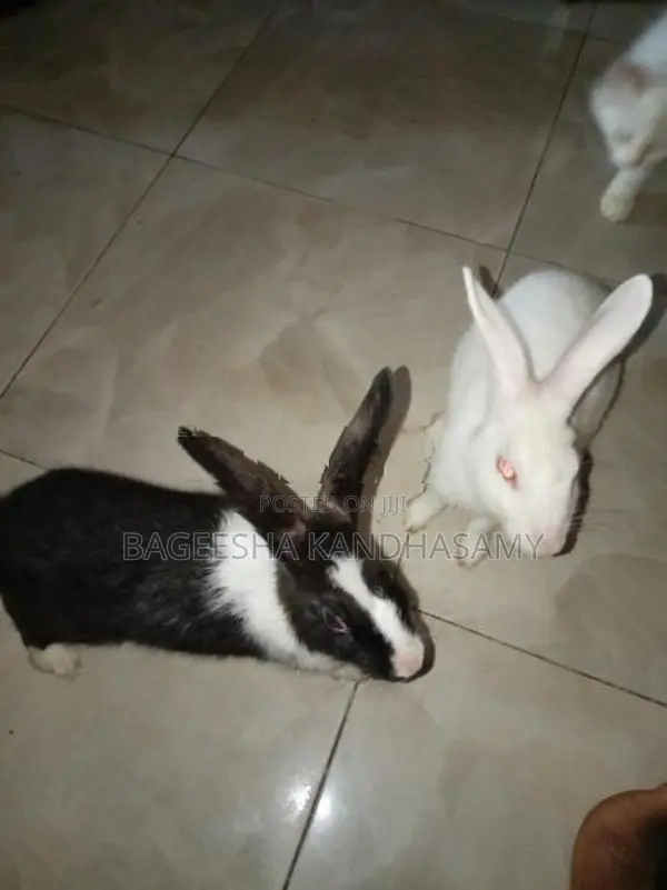 Rabbits