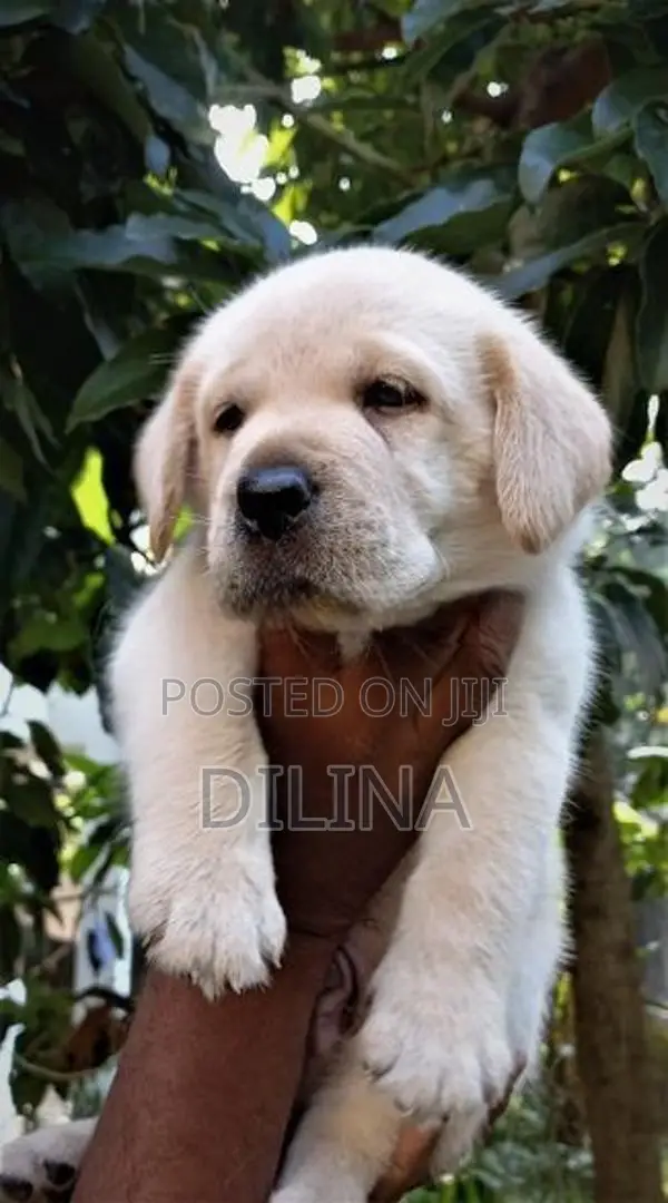 Labrador Puppies