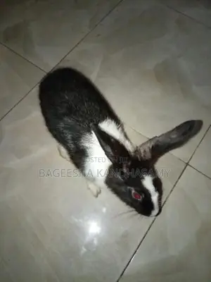 Rabbits