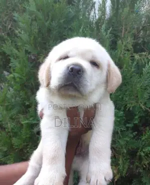 Labrador Puppies