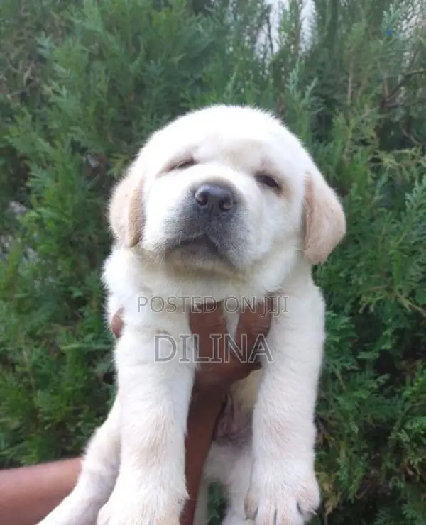 Labrador Puppies