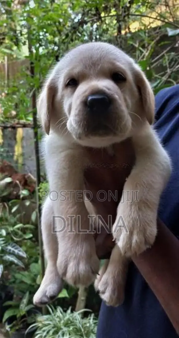 Labrador Puppies