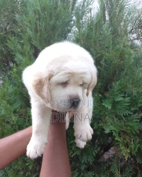 Labrador Puppies