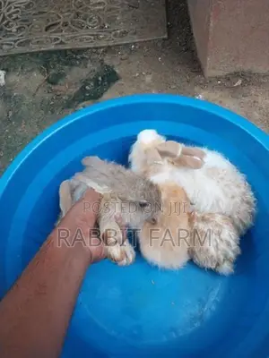 Angora Rabbits