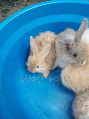 Angora Rabbits