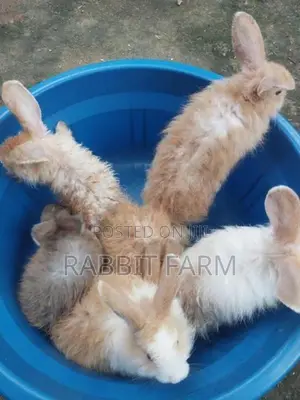 Angora Rabbits