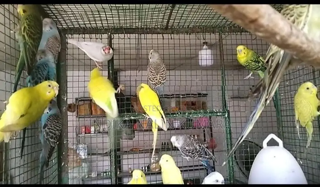 Love Birds