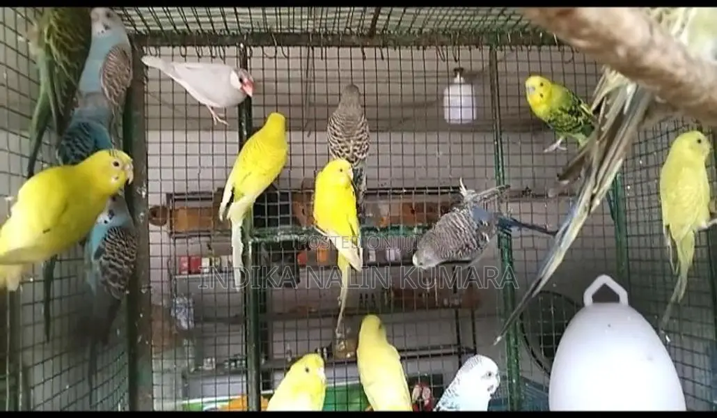 Love Birds