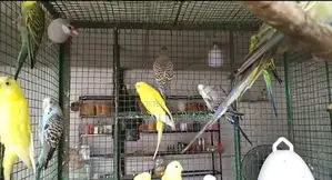 Love Birds