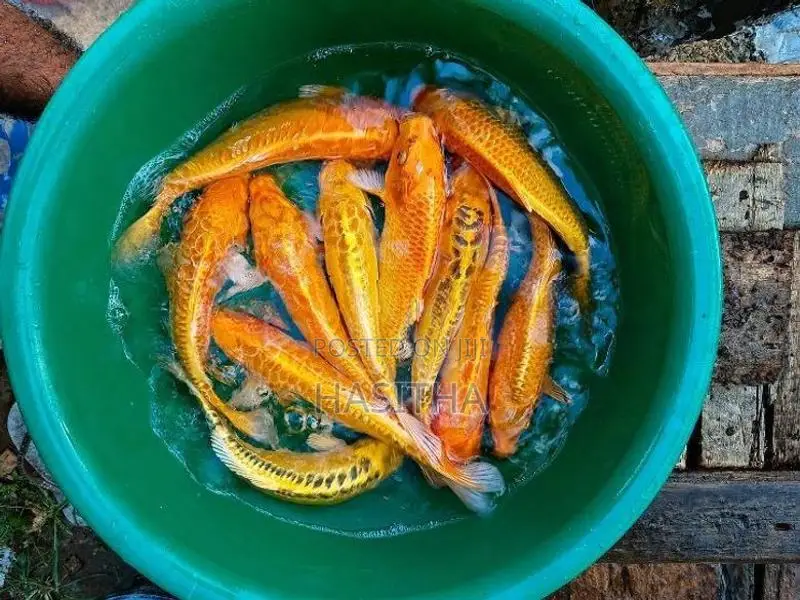 Carp SL Koi Fish