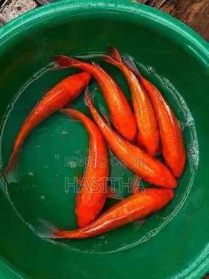 Carp SL Koi Fish