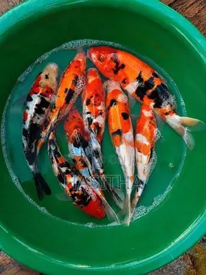 Carp SL Koi Fish