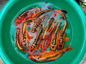 Carp SL Koi Fish