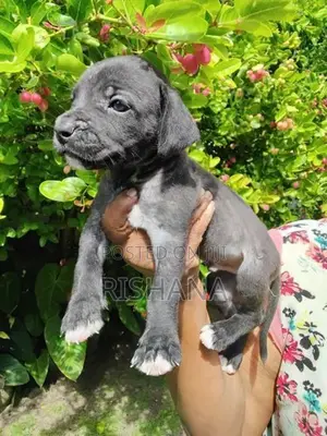 Cane Corso Ridgeback Puppies