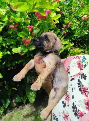 Cane Corso Ridgeback Puppies