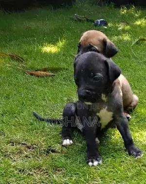 Cane Corso Ridgeback Puppies