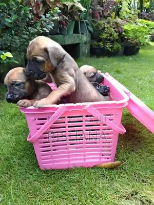 Cane Corso Ridgeback Puppies
