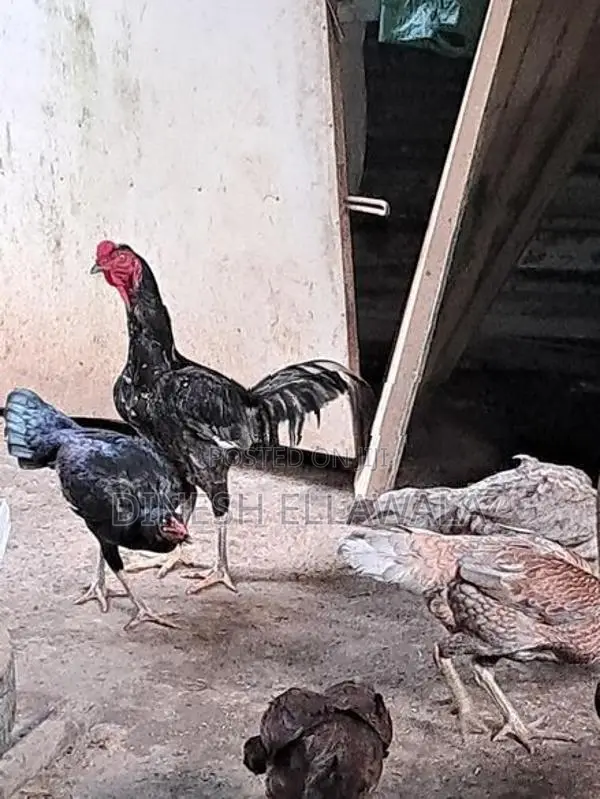 Kukulan