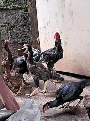 Kukulan
