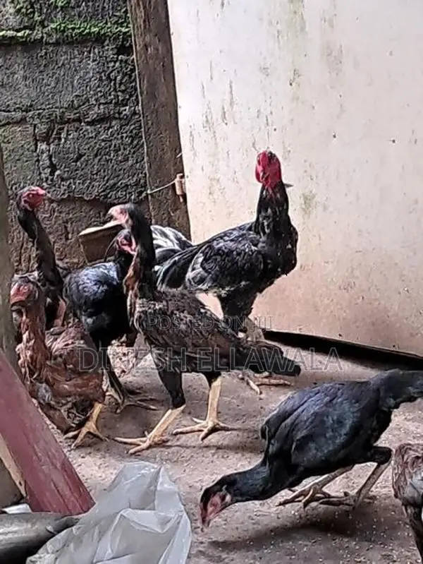 Kukulan