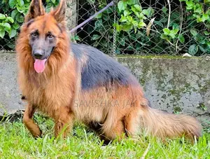 German Shepherd Long Coat Puppies