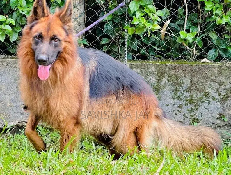 German Shepherd Long Coat Puppies