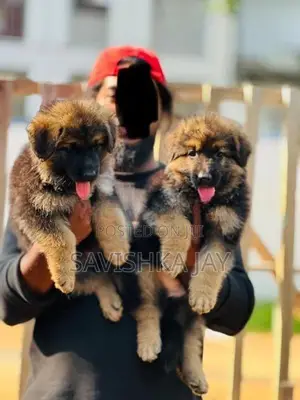 German Shepherd Long Coat Puppies
