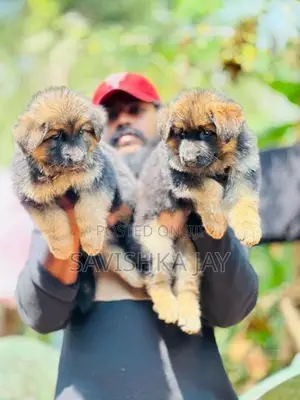 German Shepherd Long Coat Puppies