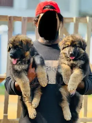 German Shepherd Long Coat Puppies