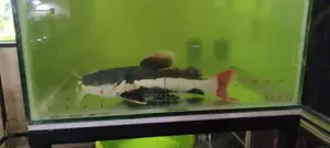 Red tail catfish