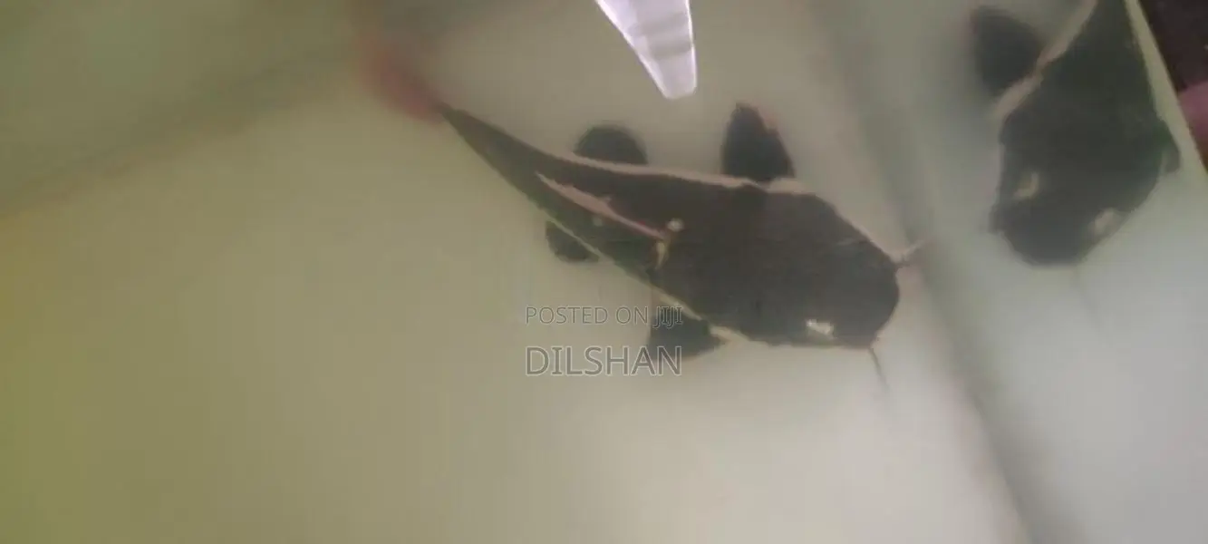 Red tail catfish